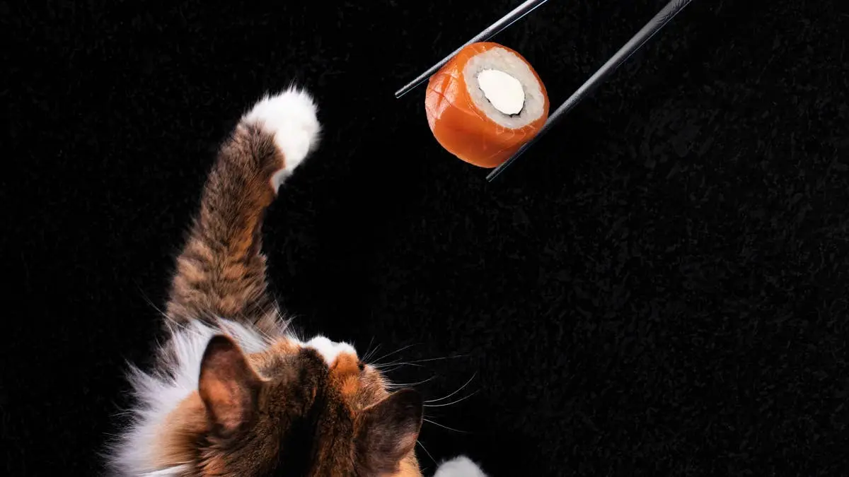 Target's $10 Sushi Costume Turns Your Cat Into a Cute Salmon Roll