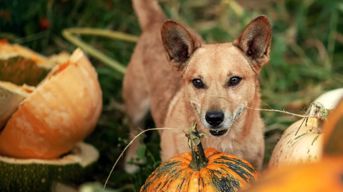Target’s Boots & Barkley line now includes a Thanksgiving-themed dog toy bundle