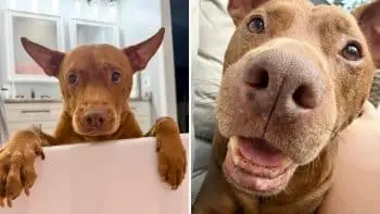 Tatum the Talking Rescue Dog Remembered for Viral Joy and Heartfelt Moments