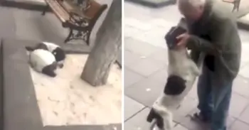 Lost and Found: Tbilisi Man Reunites With Three‑Year‑Missing Dog in Heart‑warming Moment