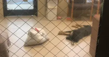 Teenager Makes Heartbreaking Choice to Surrender Beloved Dog