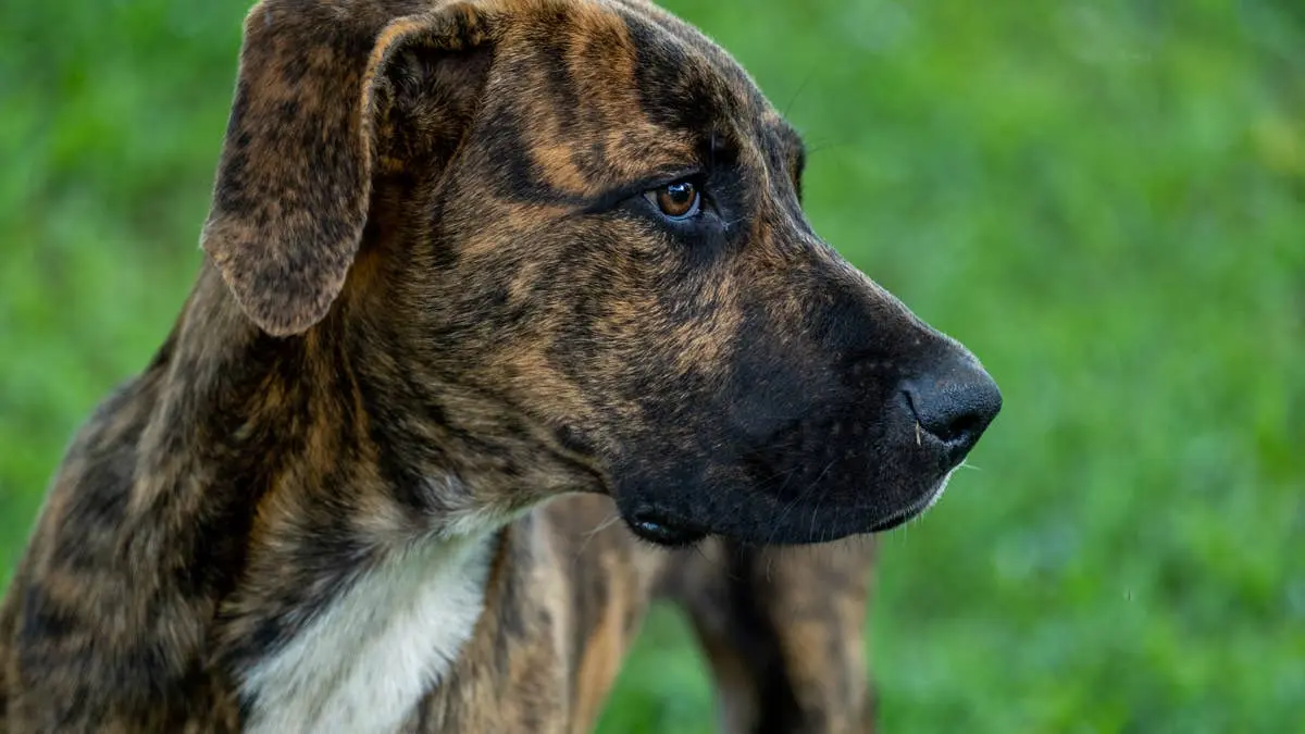 Texas Mom and Daughter Rescue Abandoned Puppies on Highway Shoulder