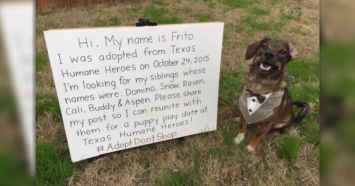 Texas Puppy Frito Seeks Long‑Lost Siblings on Social Media