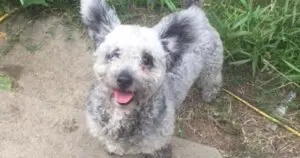 Texas Sisters Reunited With Missing Dog After Three-Year Separation