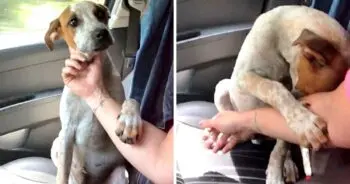 Woman Finds Abandoned Dogs Chained in Desert Heat and Gets Unexpected Thank You