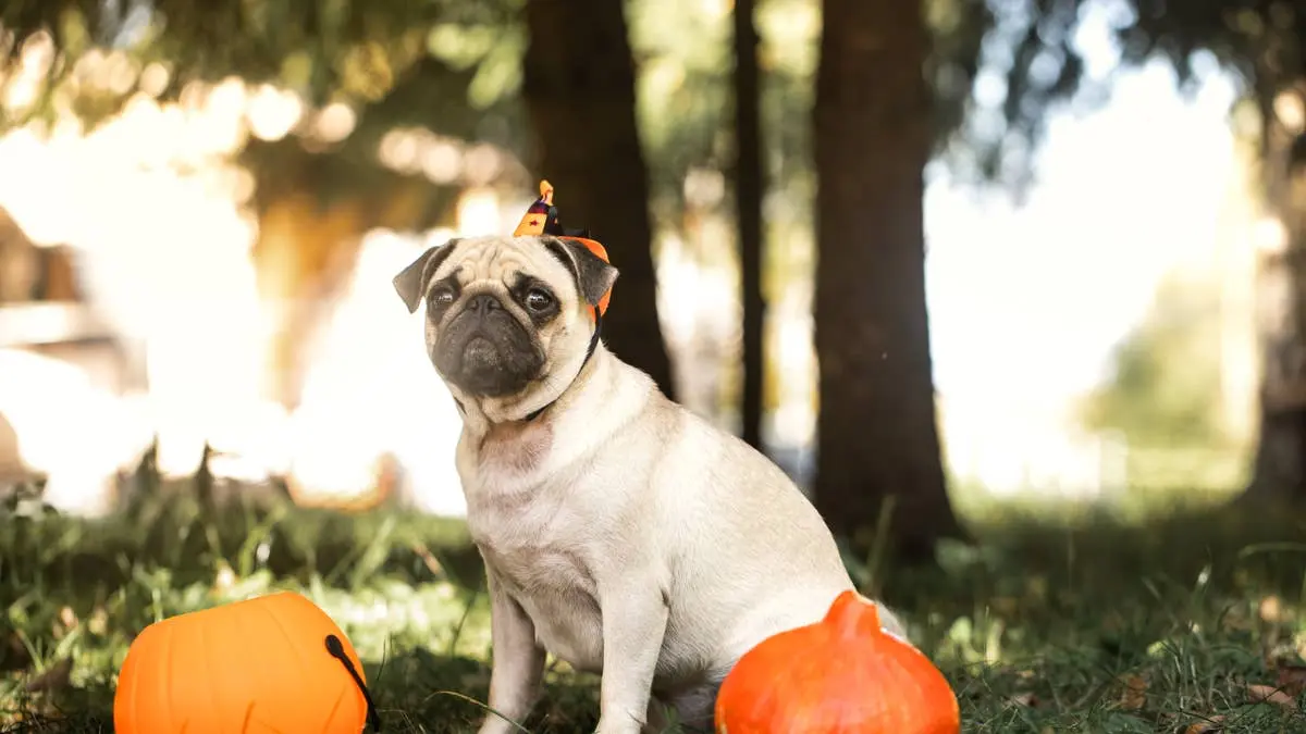 The #1 Thing Every Dog Owner Should Know Before Pumpkin Patch Season, According to a Vet