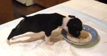 The Boston Terrier Puppy’s Dinner Show‑Stopper