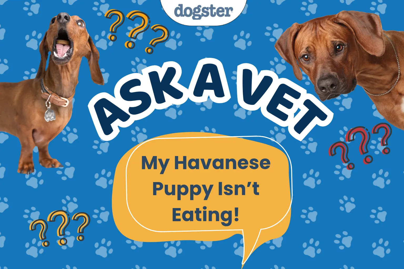 The Havanese dog doesn't eat: what do you do?