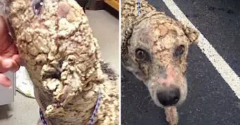 The Scaled‑Skin Pup Finds New Life After Harrowing Neglect