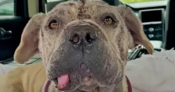 The Unwanted Dog Who Still Deserves a Home
