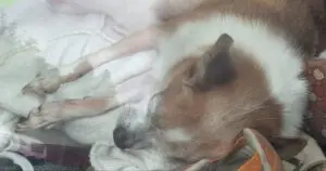 Three Dogs Found Locked in Garbage-Filled Car in Cutten, California
