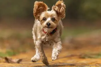 Three-Legged Yorkie Mix Crowned World’s Cutest Rescue Dog