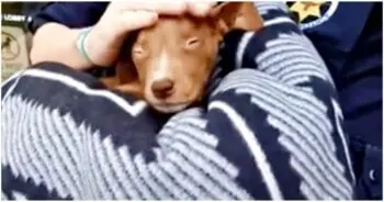 Tiny Puppy Saved in Dallas: A Miracle of Resilience