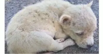 Tiny Abandoned Puppy Rescued from Busy Toronto Intersection