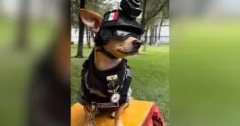 Tiny Chihuahua Enlists in Mexico's National Guard Search and Rescue Unit