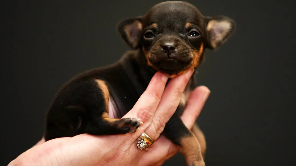 Tiny Chihuahua Puppy Gets Custom-Fit Cone After Standard Ones Fail