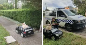 Tiny Dog Behind The Wheel Stops Traffic In Australian Suburb