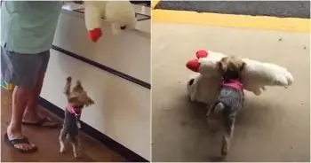 Tiny Dog Claims Massive Toy in Viral Pet Shop Trip