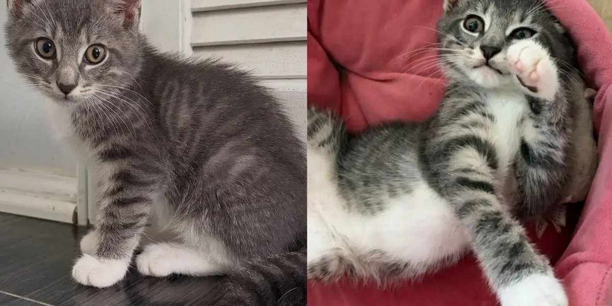Tiny Gray Kitten Rescued From Busy New York Construction Site