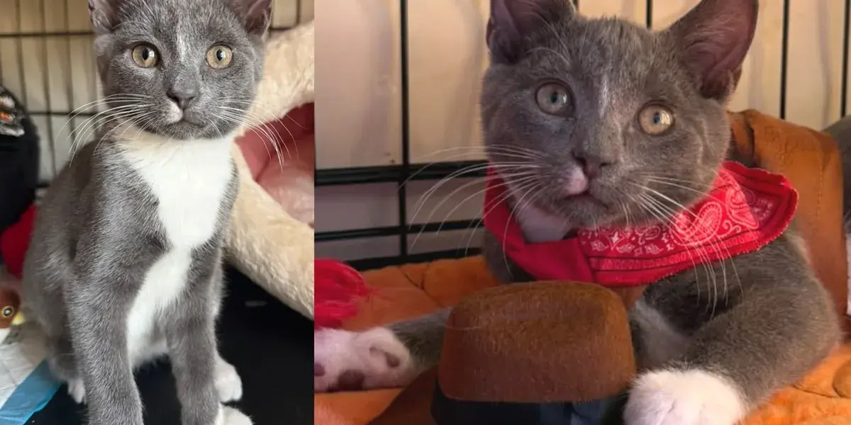 Tiny Kitten Finds Safety After Being Abandoned Outside