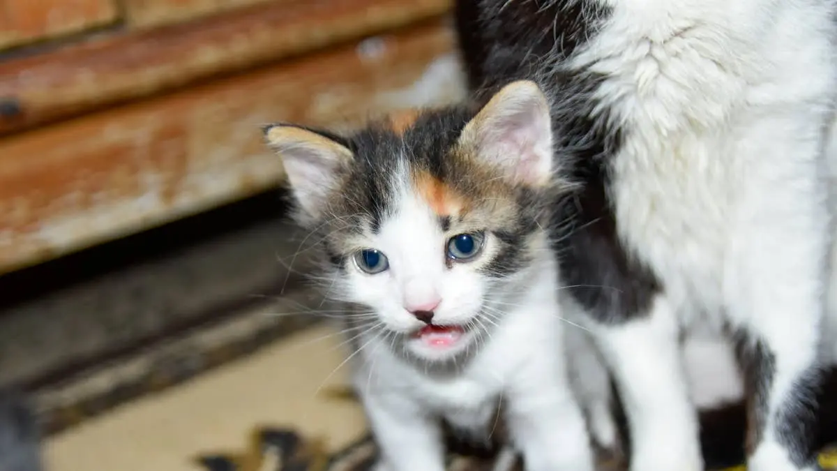 Tiny Kitten Forms Unlikely Bond With Calves on Farm