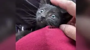 Tiny Kitten Trapped Inside Car Gets Rescued and Adopted