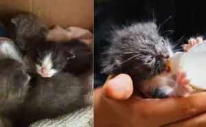 Tiny Kittens Rescued From Stormy Conditions Find Safety