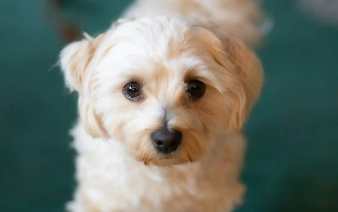A Tiny Maltese Takes Charge of Home Deliveries