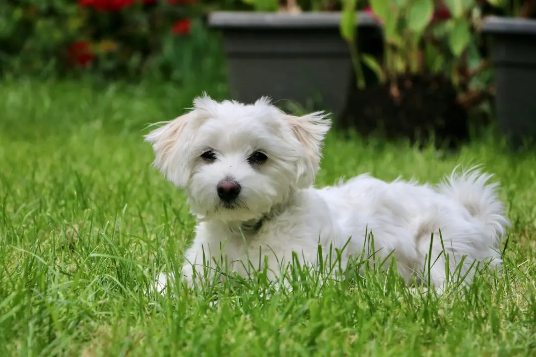 Tiny Maltipoo Refuses to Leave His Giant Bed, Even on Steep Stairs