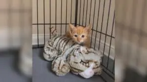 Tiny Orange Kitten Rescued From Rocks Inside Dark Drainpipe