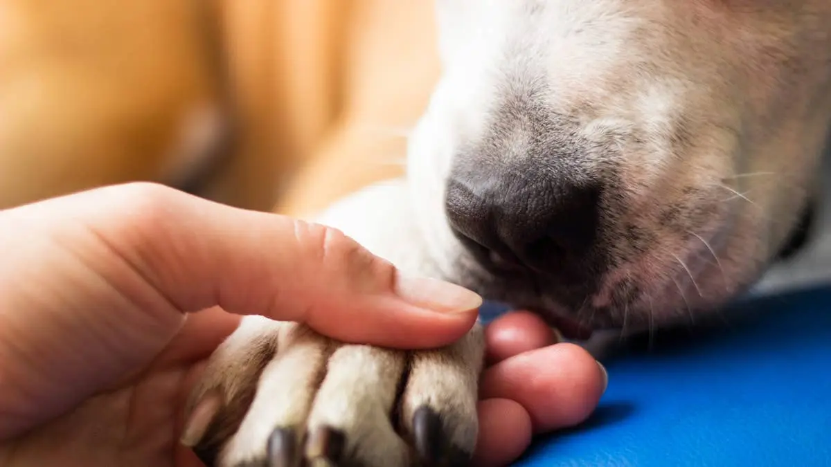 Tiny Puppy Discovers the Magic of Belly Rubs, and His Reaction Is Everything