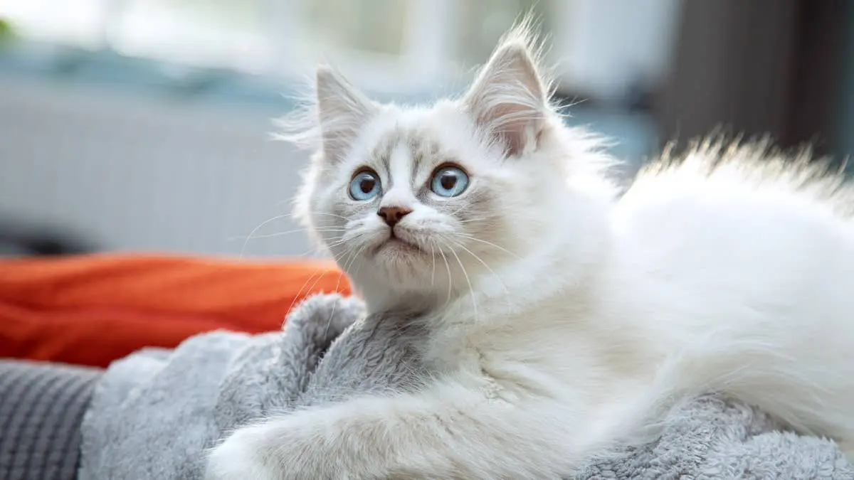 Tiny Ragdoll Kitten Becomes the Ultimate Home Greeter