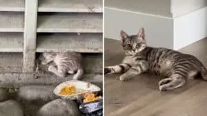 Tiny Tabby Cat Transformed Beyond Recognition After One Month of Care