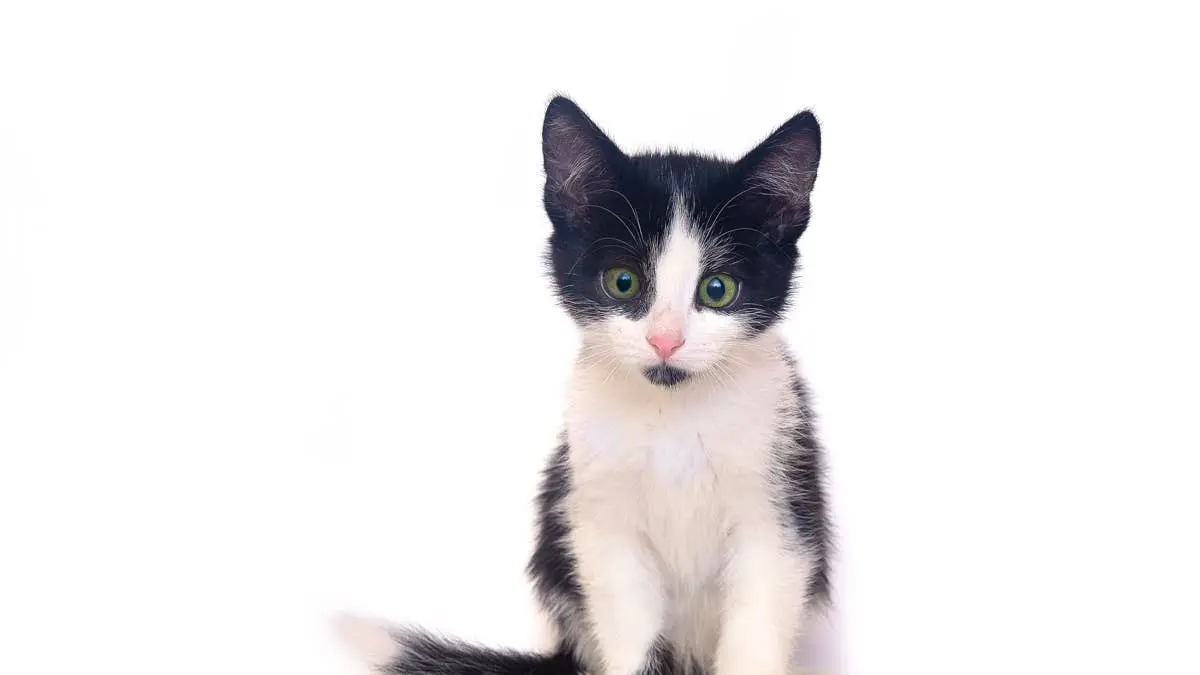 Tiny Tuxedo Kitten Becomes Viral Sensation for Vocalizing During Mealtime
