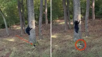 Tiny Yorkie Benny Chases Huge Bear From North Carolina Backyard