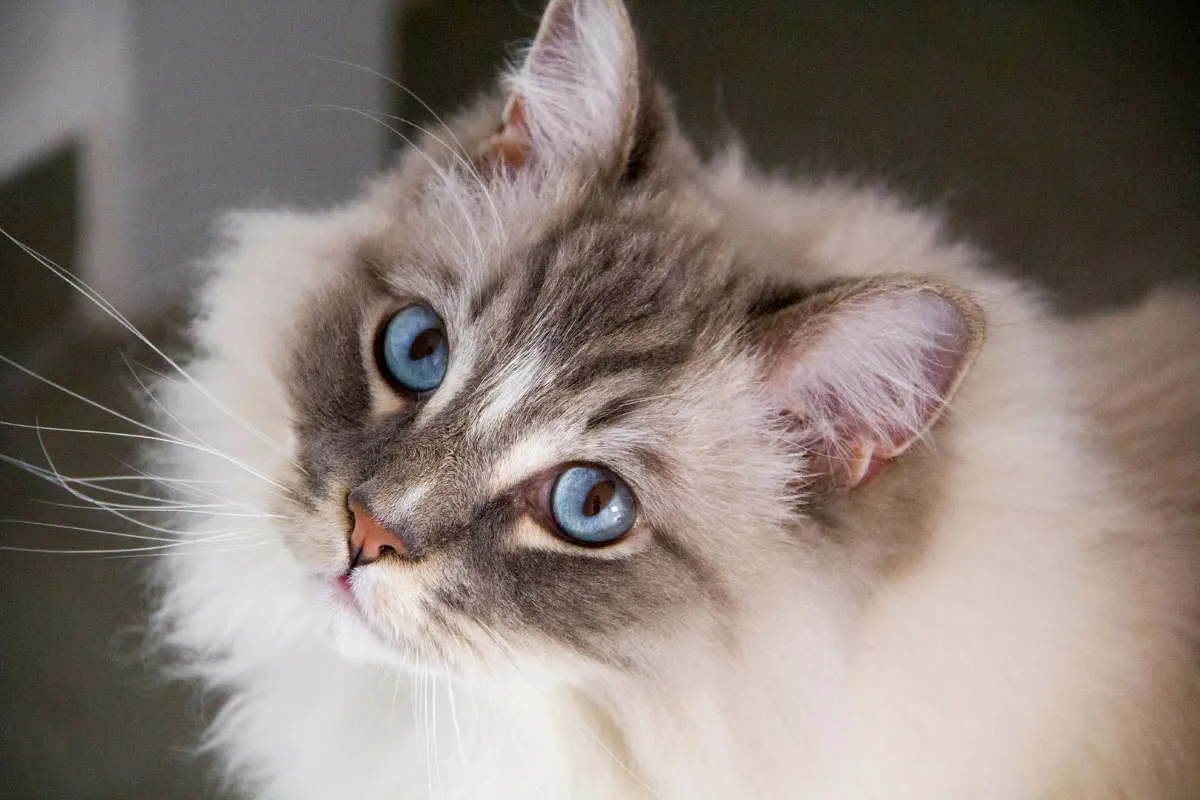Top Ten American Cat Breeds Revealed by New Ranking Data