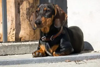 Top 10 Dachshund‑Like Breeds for 2026