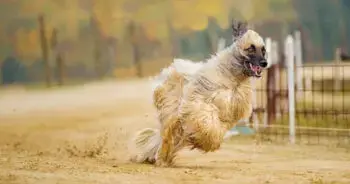 Top 10 Dog Breeds Least Likely to Follow Commands