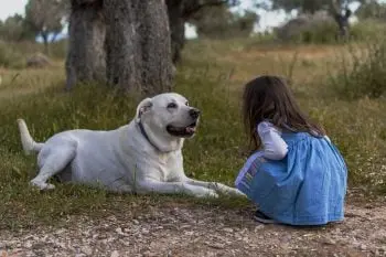 The Top Six Flea and Tick Collars for Dogs in 2026