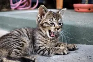 Top Air-Dried Cat Food Picks for 2026: What It Is and Why It Matters