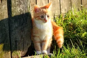 Top Cat Food Brands With Probiotics For 2026