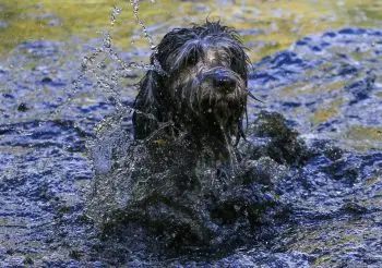 Top Dog Shampoos That Leave Your Pup Smelling Fresh