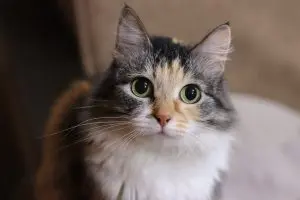 Top Lightweight Cat Litters Transforming Pet Care in 2026