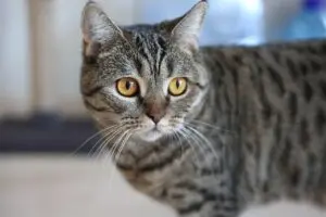 10 Best Beef Cat Foods in 2026: Top Picks Ranked by Protein and Value
