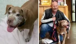 Tough Biker Steps Up to Adopt 18-Year-Old Shelter Dog