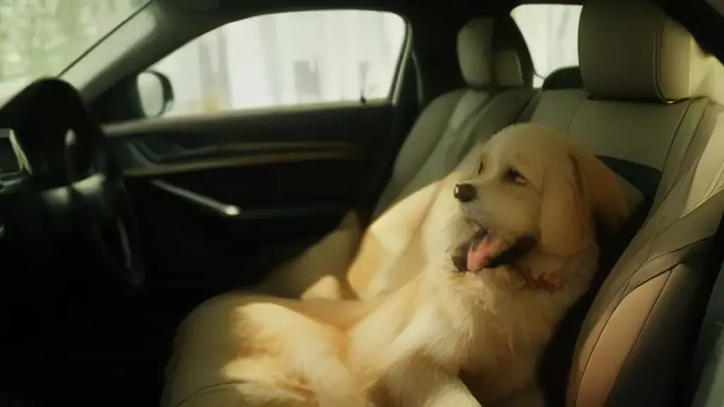 tractare gratuită accident – onedauneauto.ro: Why Your Dog Might Be Lying in the Car: A Guide to Vehicle Safety