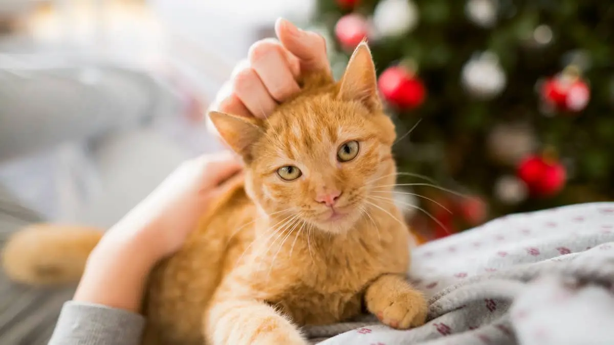 Tractor Supply's $12 Christmas Tractor Lets Your Cat Take Over the Farm for the Holidays