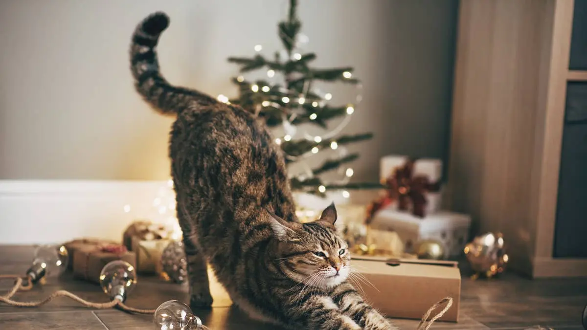 Tractor Supply’s $9 Christmas Cat Toy Pack Comes With 10 Sweet Surprises