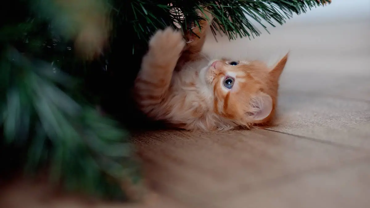 Tractor Supply's Christmas Cat Tower Looks Like It Came Straight From the North Pole
