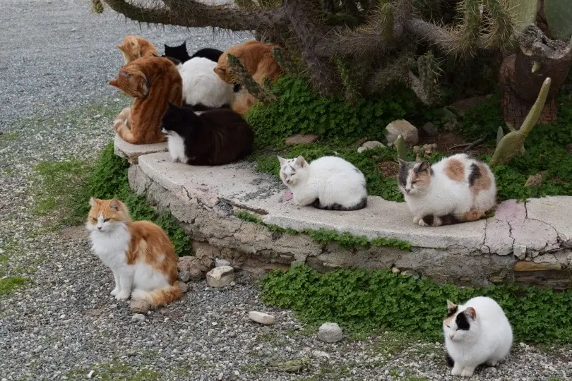 Trap‑Neuter‑Return: A Key Strategy to Tackle the U.S. Feral Cat Crisis